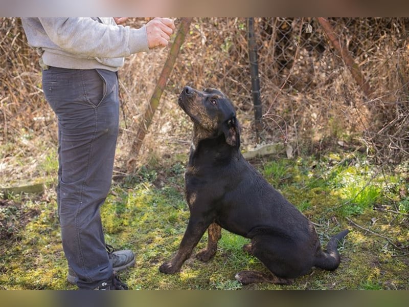Chip-Nr. 181477 - das hübsche Hundemädchen sucht Menschen, die mit ihr kuscheln und lernen