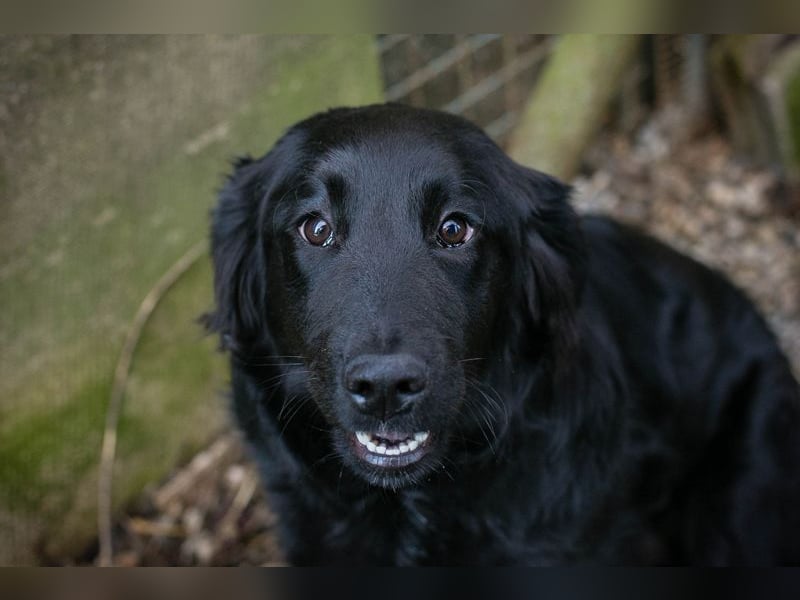 LIBERTY - die fröhliche, aufgeschlossene Hündin träumt von einem liebevollen Zuhause