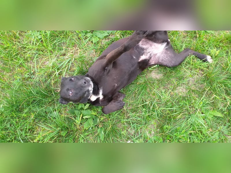 LOLKA - die sportliche, liebe Seniorin sucht eine konsequente Familie ohne Kleintiere