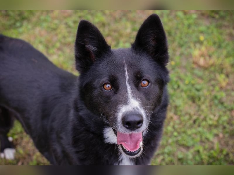 ANELA - die neugierige und kluge Hündin wünscht sich eine liebe Familie zum Lernen und Kuscheln