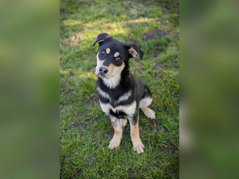 Chip-Nr. 271760 - ich suche ein liebevolles Zuhause in dem ich ein echtes Familienmitglied bin!