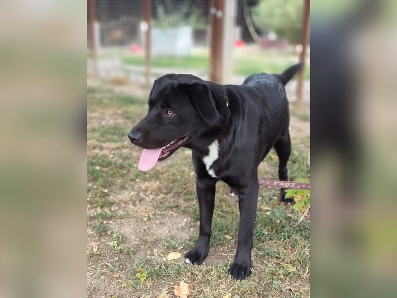 HARIBO - wer zeigt dem tollen Typ, wie schön ein Hundeleben sein kann?
