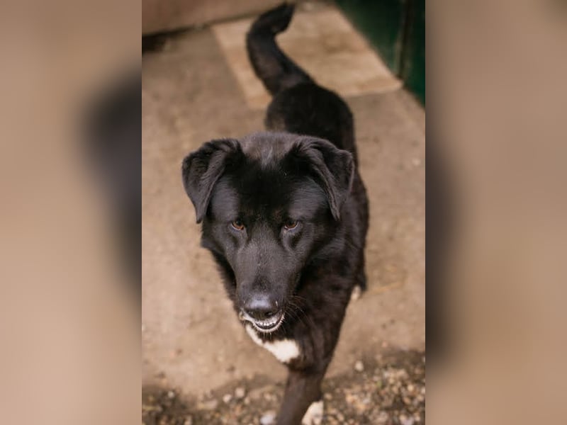 RIO - der aufgeschlossene Rüde hat keine Berührungsängste und spielt sehr gerne!