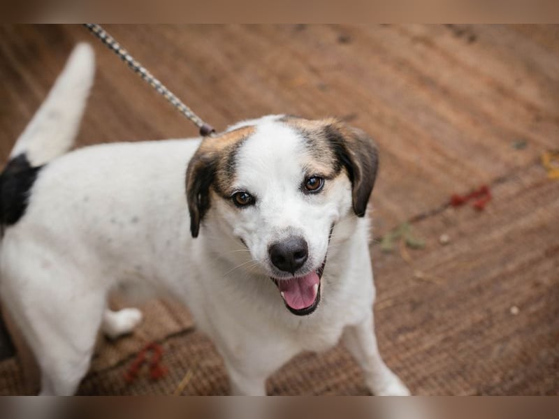 CASPER - der brave Rüde freut sich auf tolle Abenteuer mit seiner Familie!