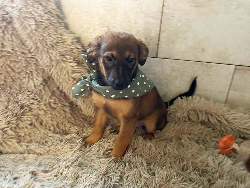 Welpe JAGO - ich träume von einem liebevollen Zuhause...