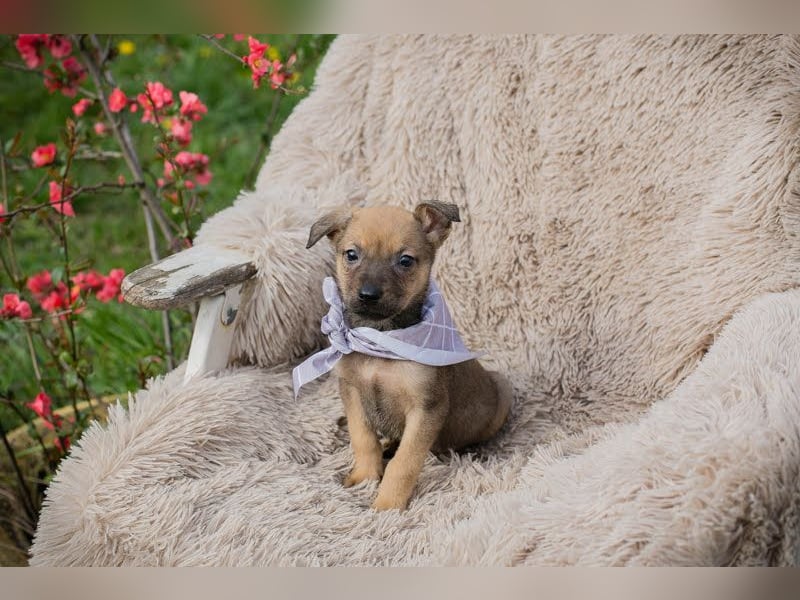 Welpe AMARETTO - kuscheln, spielen, lernen - wer zeigt mir, wie schön ein Hundeleben sein kann?