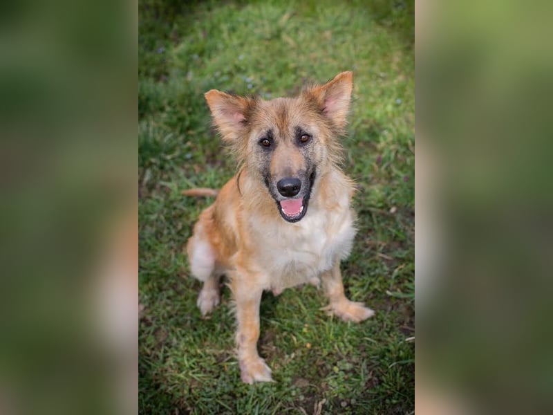 NALA - wer zeigt der lieben Maus, wie schön ein Hundeleben sein kann?
