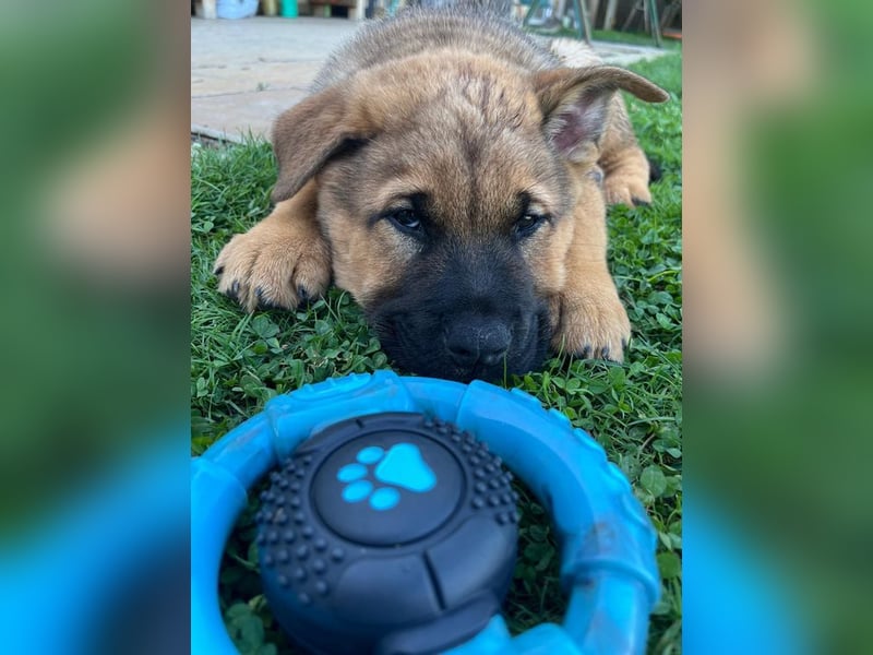 Welpe CHOPPER - der kleine Mann freut sich auf tolle Abenteuer mit seiner Familie!