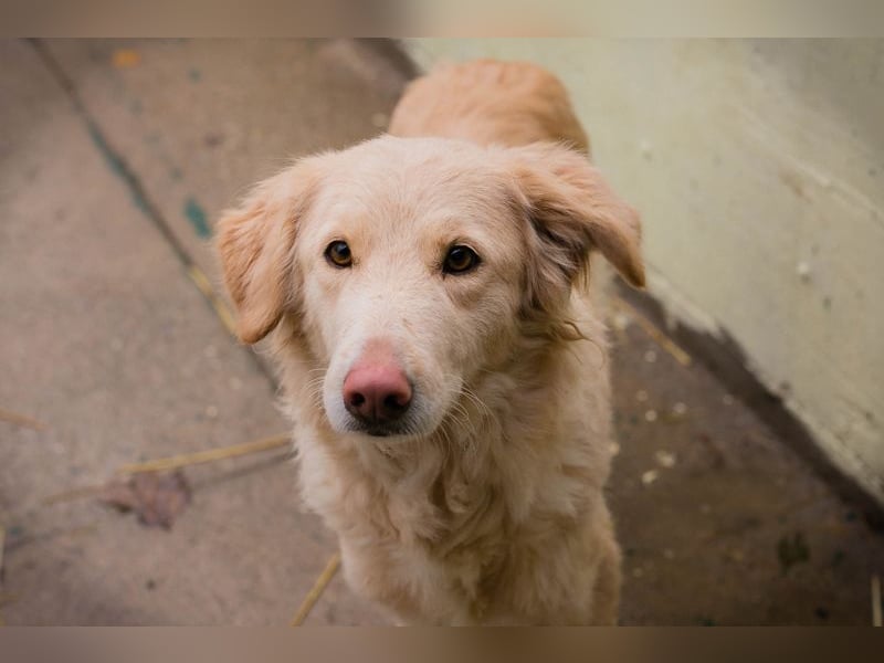 SUNNY - die süße Hündin ist noch ängstlich, daher sucht sie ein Zuhause bei geduldigen Menschen