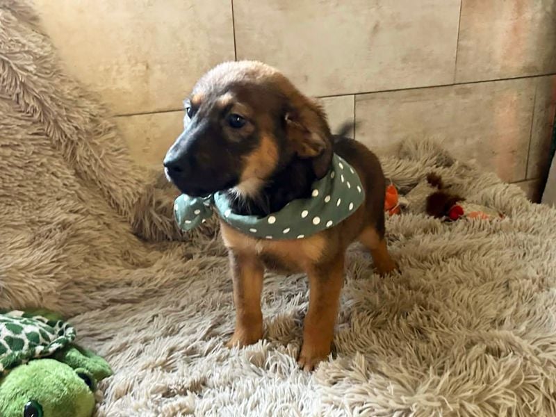 Welpe JAGO - ich träume von einem liebevollen Zuhause...