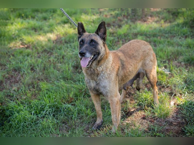 JOSIE - die Malinoishündin (Mix) sucht Menschen, die sich mit dieser Hunderasse etwas auskennen