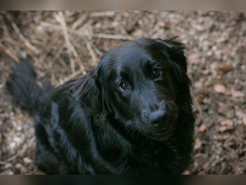 LIBERTY - die fröhliche, aufgeschlossene Hündin träumt von einem liebevollen Zuhause