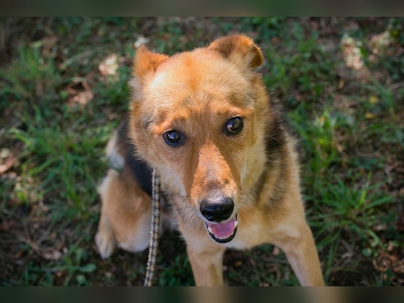 WOODY - ich freue mich auf mein Für-Immer-Zuhause!