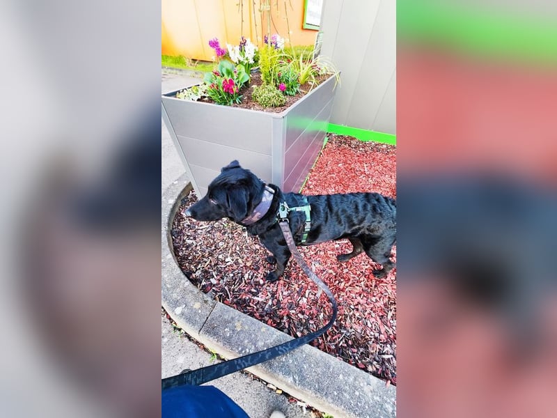 BAGHEERA - der aktive und aufgeweckte Rüde sucht ein tolles Für-Immer Zuhause!