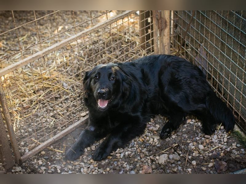 LIBERTY - die fröhliche, aufgeschlossene Hündin träumt von einem liebevollen Zuhause