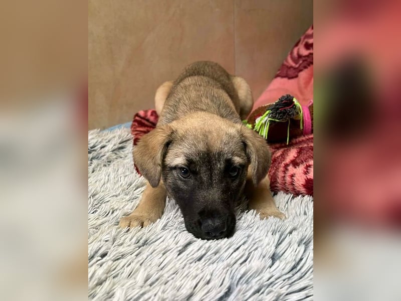 Welpe Chip-Nr. 256271 - wenn ich groß bin möchte ich eine richtige Familienhündin sein!