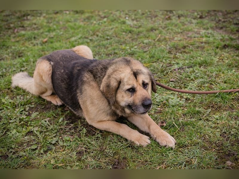 DANYLO - der aufgeschlossene und neugierige, kräftige Rüde sucht ein tolles Zuhause!