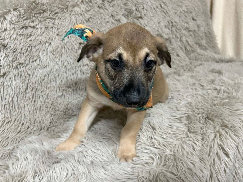 Welpe Chip-Nr. 256522 - der kleine Mann träumt von tollen Abenteuern mit seinen Menschen