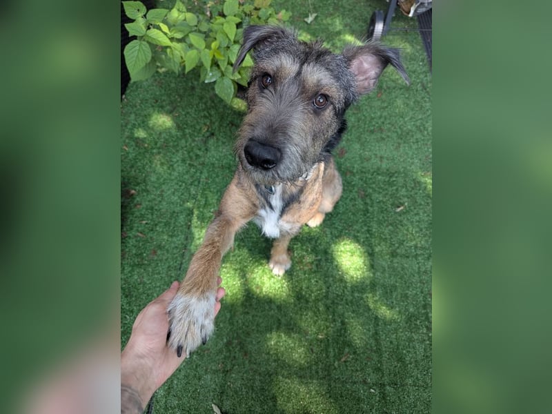 SCOTTY - welche tolle Familie kann dem sensiblen Hundemann Zeit und Sicherheit geben?