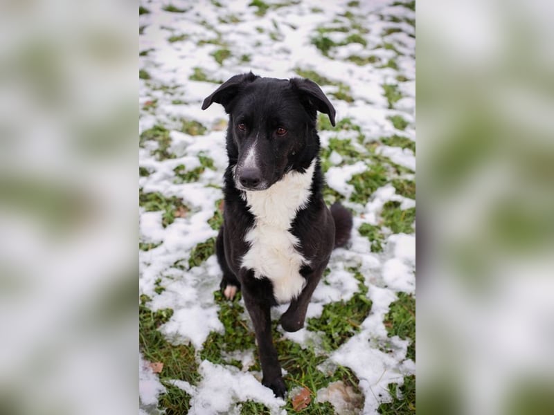 BUONAVITA - die süße Maus freut sich auf das Leben in einer eigenen lieben Familie!