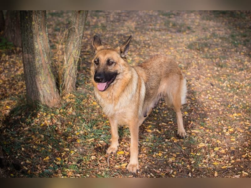 FENTE - die aktive Hündin freut sich auf tolle Abenteuer mit einer unternehmungslustigen Familie