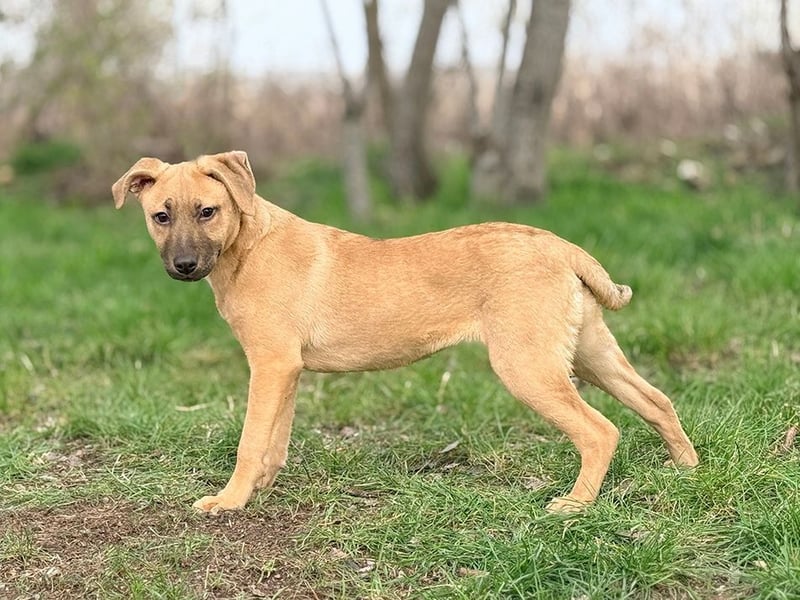 GRACE - die aktive, verspielte und menschenbezogene Maus sucht ein liebevolles Zuhause!