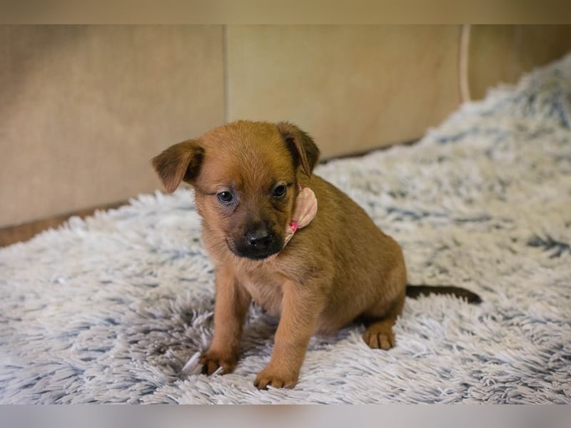 Welpe Chip-Nr. 256803 - ich träume davon, ein geliebtes Familienmitglied zu sein...