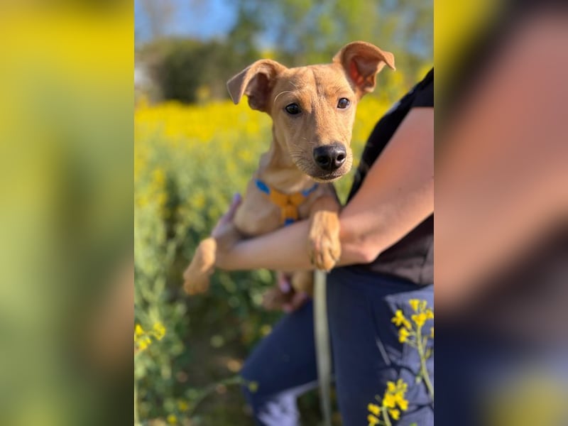 Welpe Chip-Nr. 2311141 - die Süße ist welpentypisch verspielt und träumt von einem tollen Zuhause