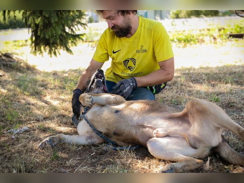 AMIRO - wer zeigt dem hübschen, kräftigen Jungen wie ein tolles Hundeleben aussieht?
