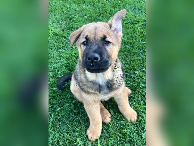 Welpe CHOPPER - der kleine Mann freut sich auf tolle Abenteuer mit seiner Familie!