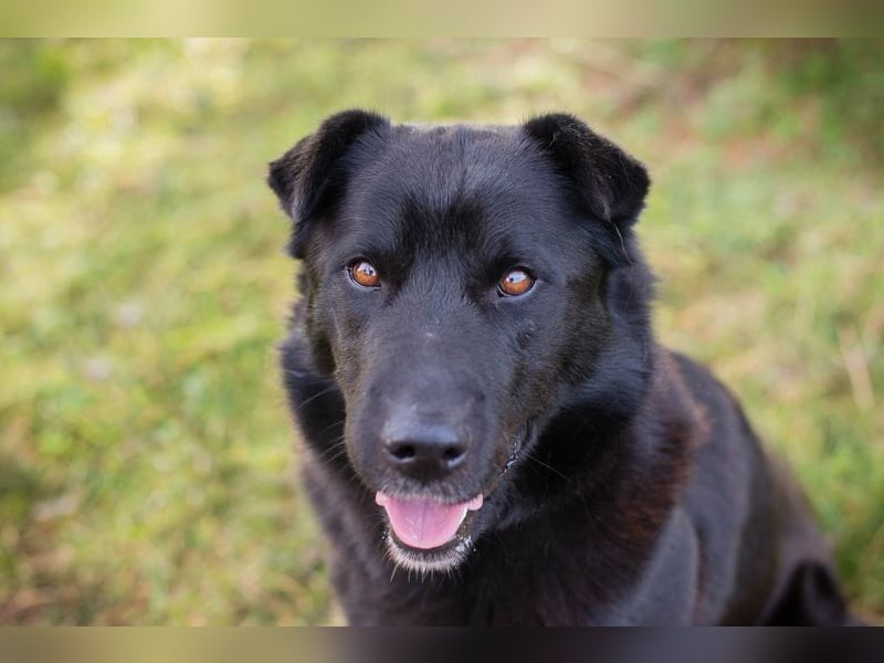 DUSTY - der aufgeschlossene und freundliche Rüde freut sich auf ein tolles Für-Immer Zuhause