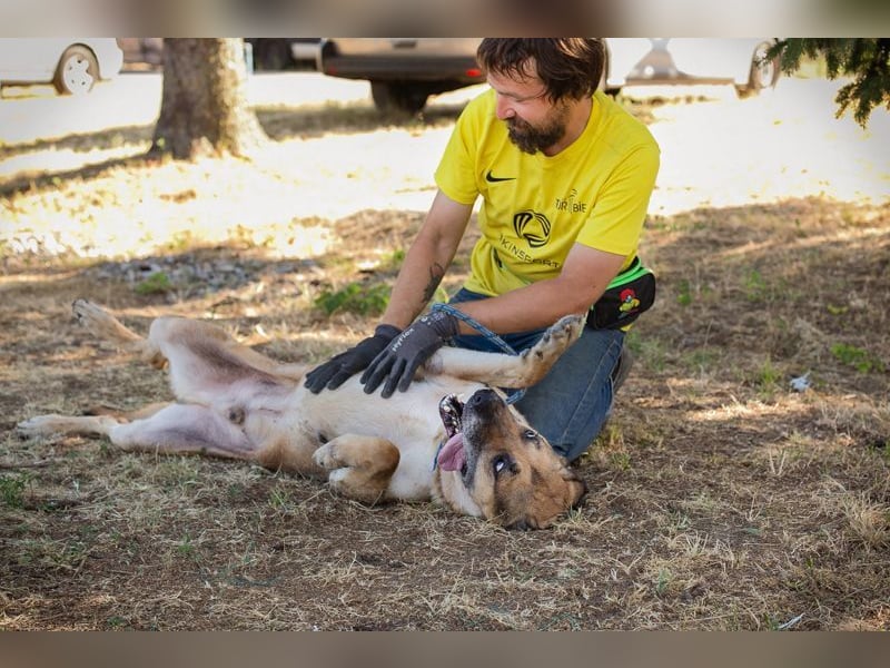 AMIRO - wer zeigt dem hübschen, kräftigen Jungen wie ein tolles Hundeleben aussieht?