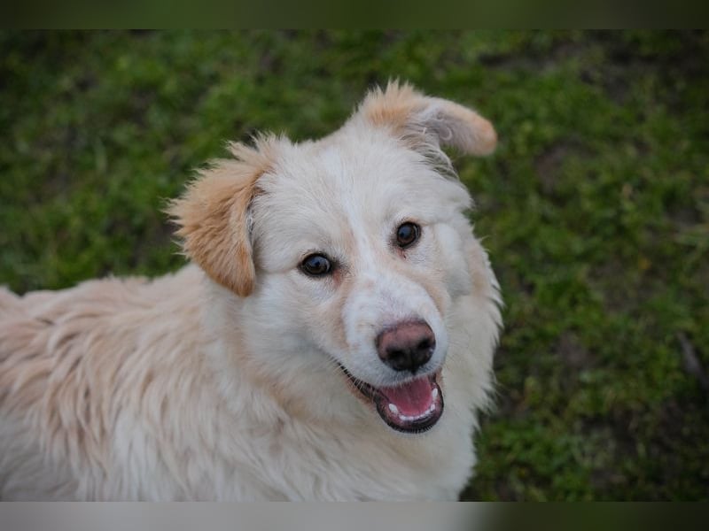 Welpe BODO - ich freue mich auf ein spannendes Leben mit meinen Menschen!