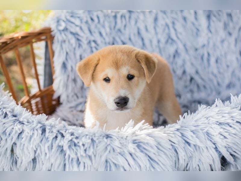 Welpe Chip-Nr. 239646 - toben, lernen, kuscheln... wer hat ein Körbchen für mich frei?