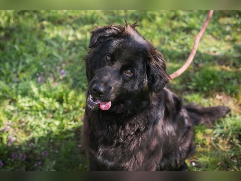 Chip-Nr. 270037 - ich wünsche mir eine Familie die mich liebt und mich nie mehr alleine lässt