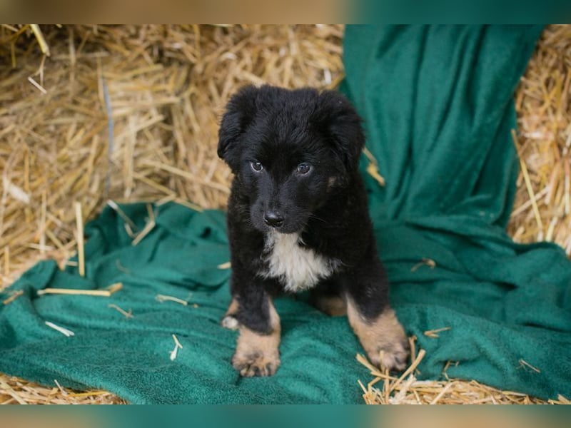 Welpe ASKO - knuddeln, lernen, spielen - wer schenkt dem kleine Mann sein herz und ein Zuhause?