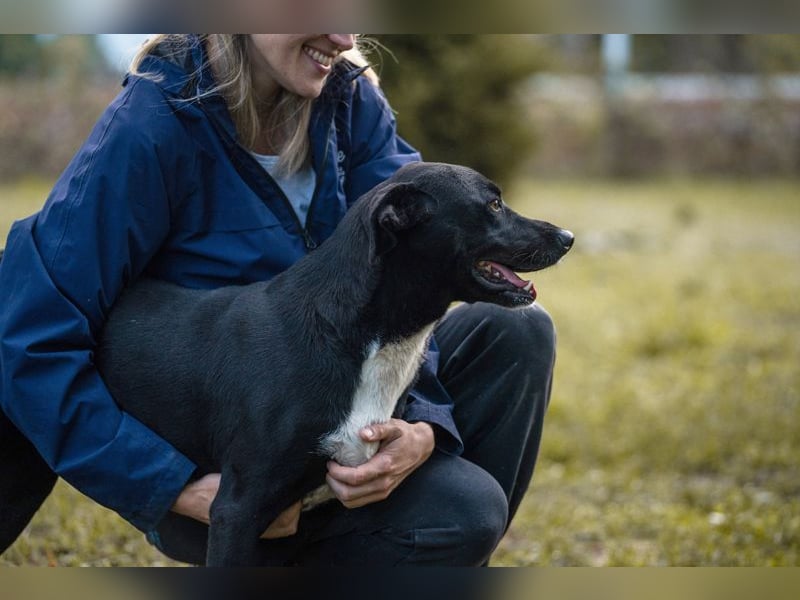 LARRY - der aktive + soziale Rüde sucht eine hundeerfahrene Familie, die ihn ordentlich beschäftigt