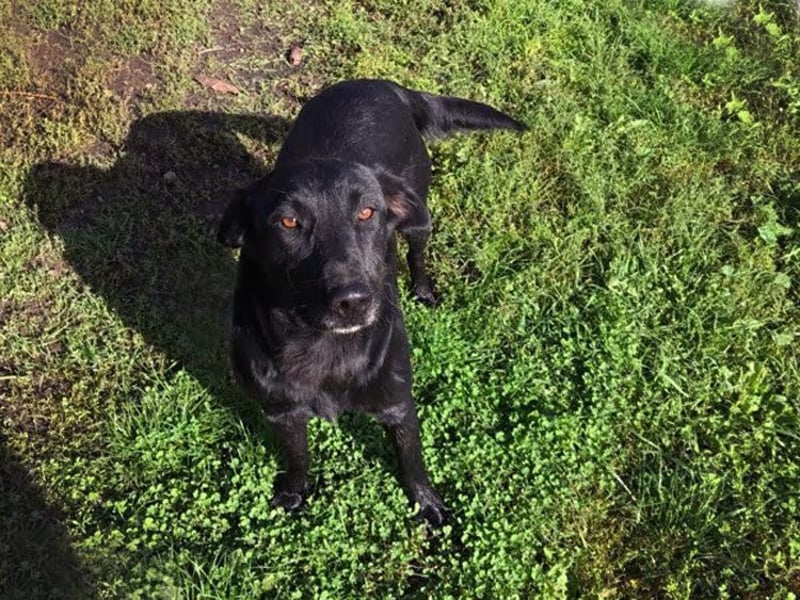 INGMAR - der brave, menschenbezogene und lernwillige Rüde sucht seine Menschen