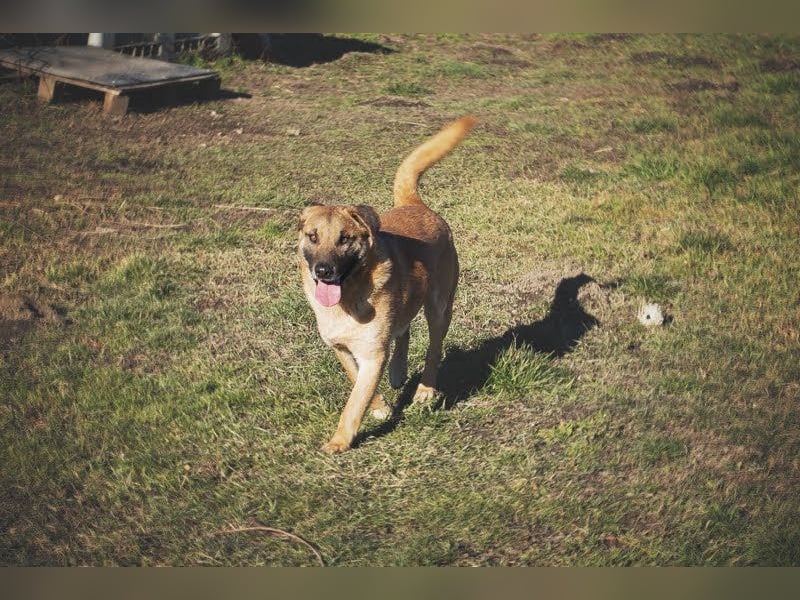 BOFUR - ich bin menschenbezogen, aktiv, leinenführig und suche eine unternehmungslustige Familie