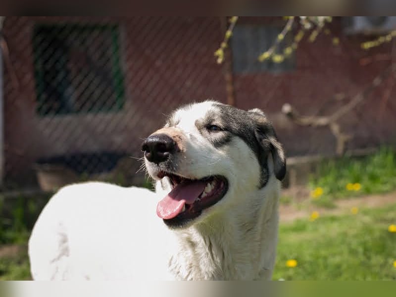 FLY - die nette und aufgeschlossene Hündin liebt Menschen und andere Hunde