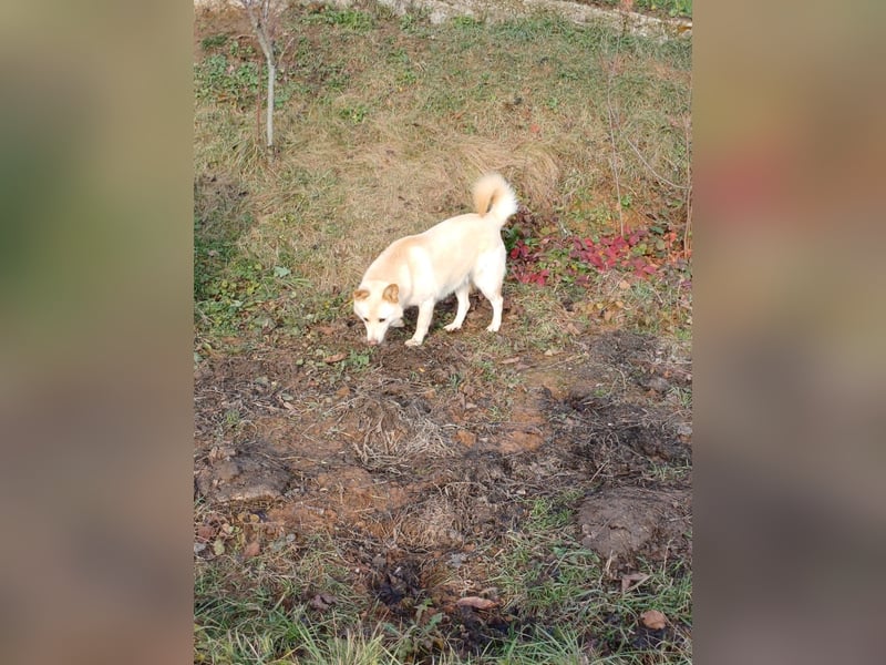 Marley benimmt sich lustig und verspielt