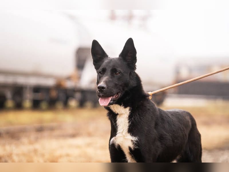 MIRAN - der aktive, zugängliche Rüde sucht eine hundeerfahrene, unternehmungslustige Familie!