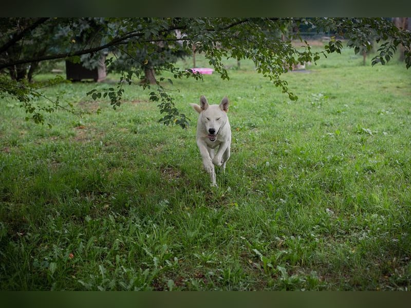 PAULO - der verspielte und zugängliche Hundemann freut sich auf sein eigenes Zuhause!