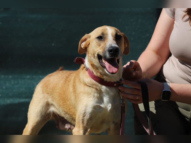 ROXY - die ausgeglichene, gesellige Hündin möchte DEIN Herz erobern!