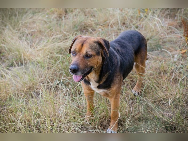 JONNY - der liebe Schatz sucht ein ruhiges, liebevolles Für-Immer Zuhause