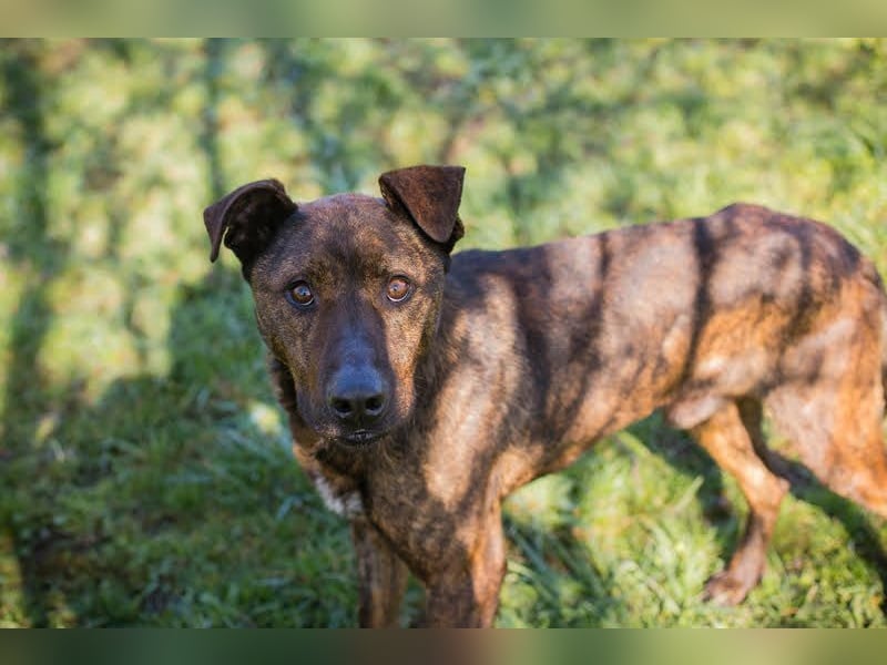 LEHMANN - der hübsche Rüde sucht ein liebevolles Für-Immer Zuhause