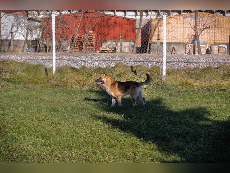 MARTY ist ein sanfter und schüchterner Rüde.
