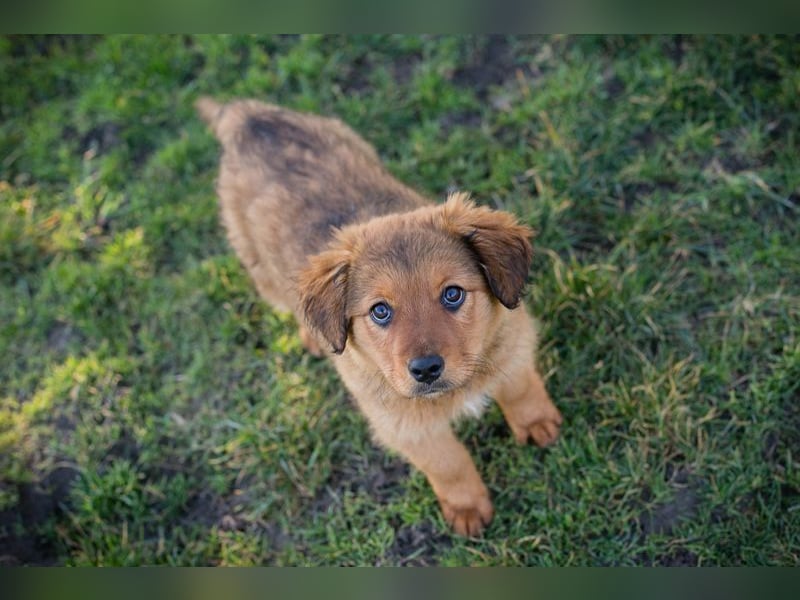 Welpe MILLA - ich bringe eine große Portion Leben und Frohsinn in dein Zuhause!