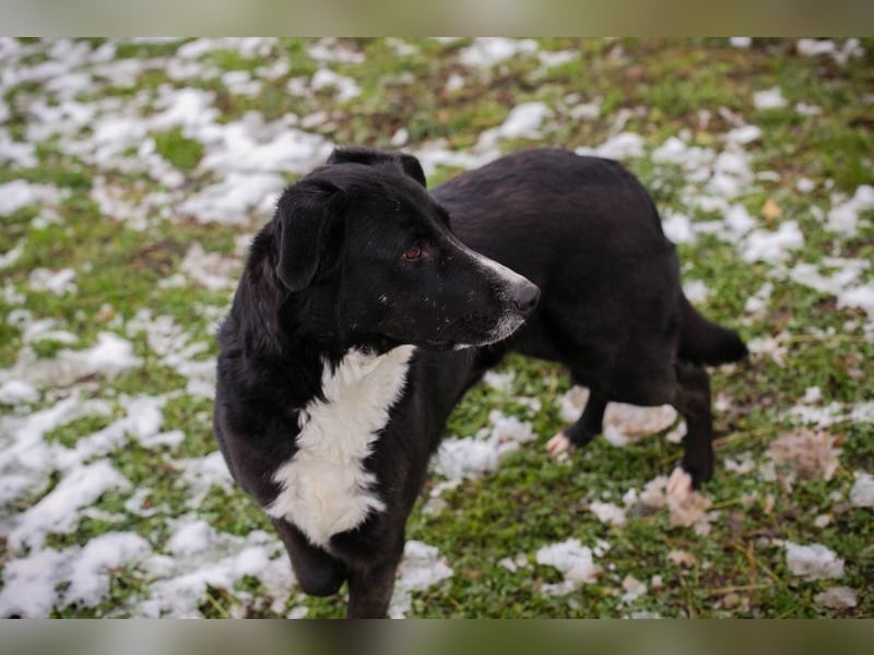 BUONAVITA - die süße Maus freut sich auf das Leben in einer eigenen lieben Familie!