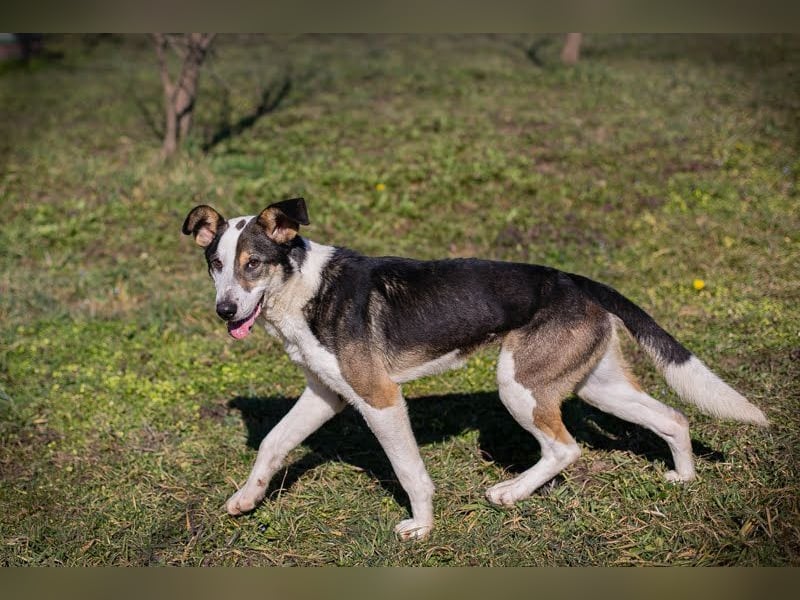 JIM - der neugierige, aktive und junge Rüde freut sich auf tolle Abenteuer mit seinen Menschen